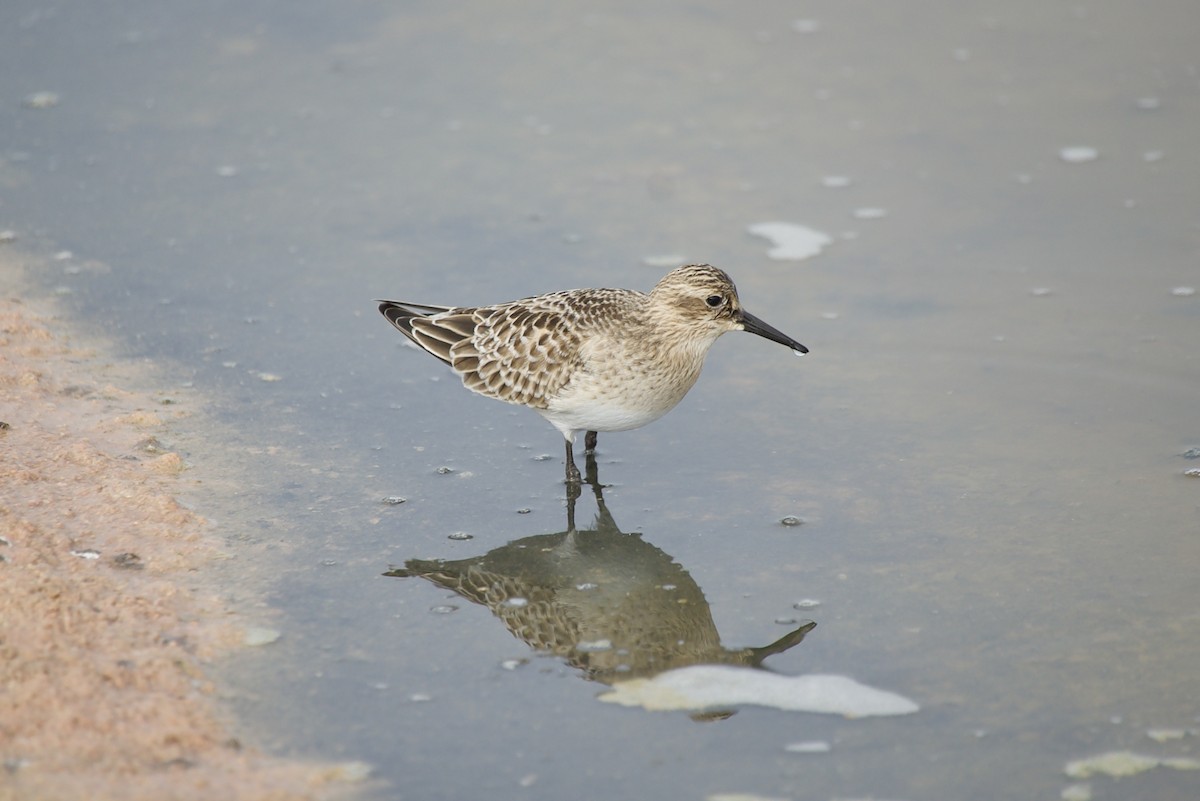 Baird's Sandpiper - ML477198441