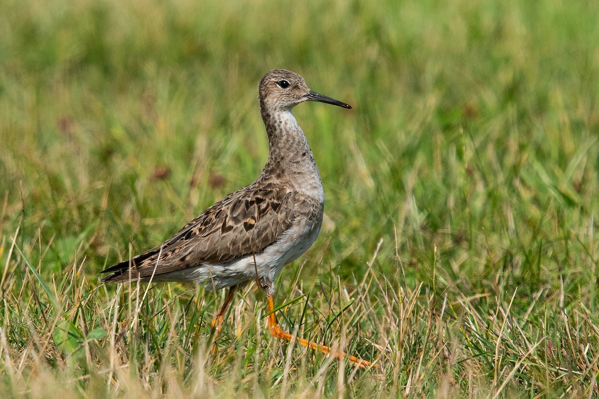 Ruff - Ryan Griffiths