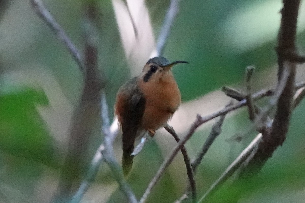 kolibřík malý - ML477199021