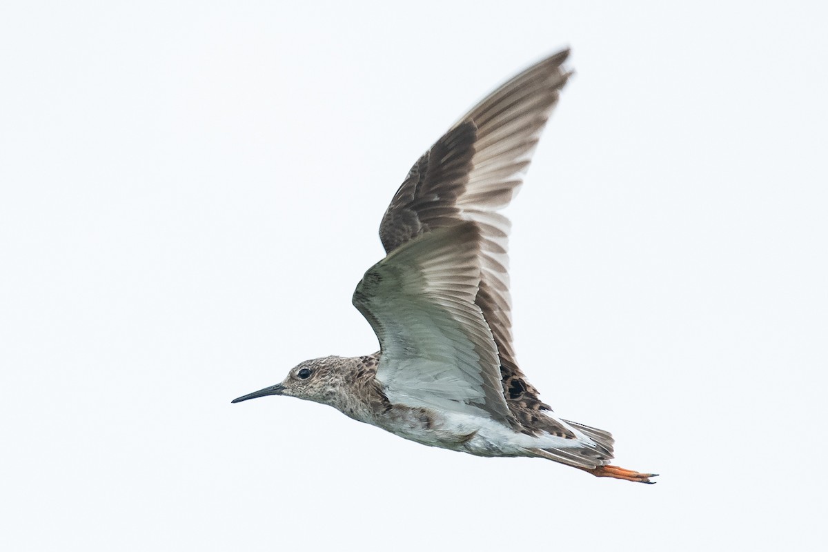 Ruff - Ryan Griffiths