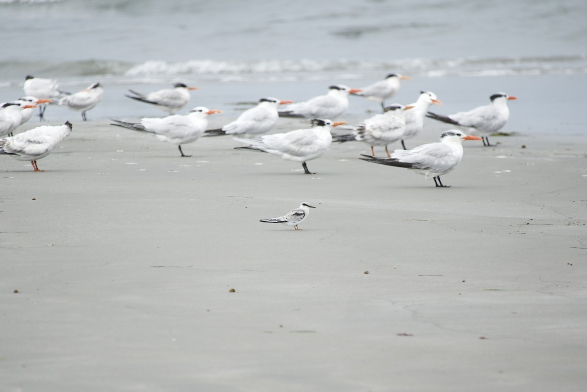 Least Tern - ML477199451