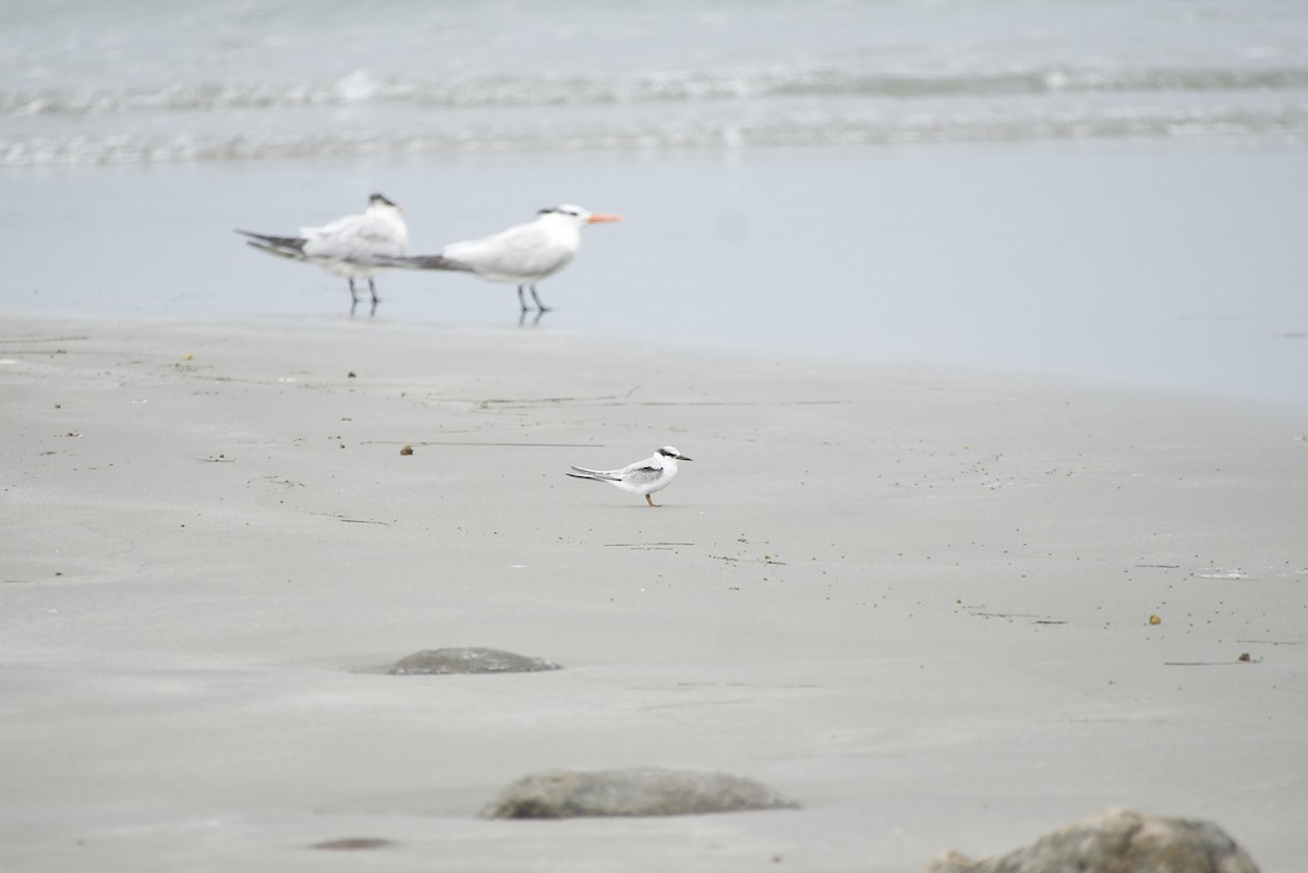 Least Tern - Charles Morano