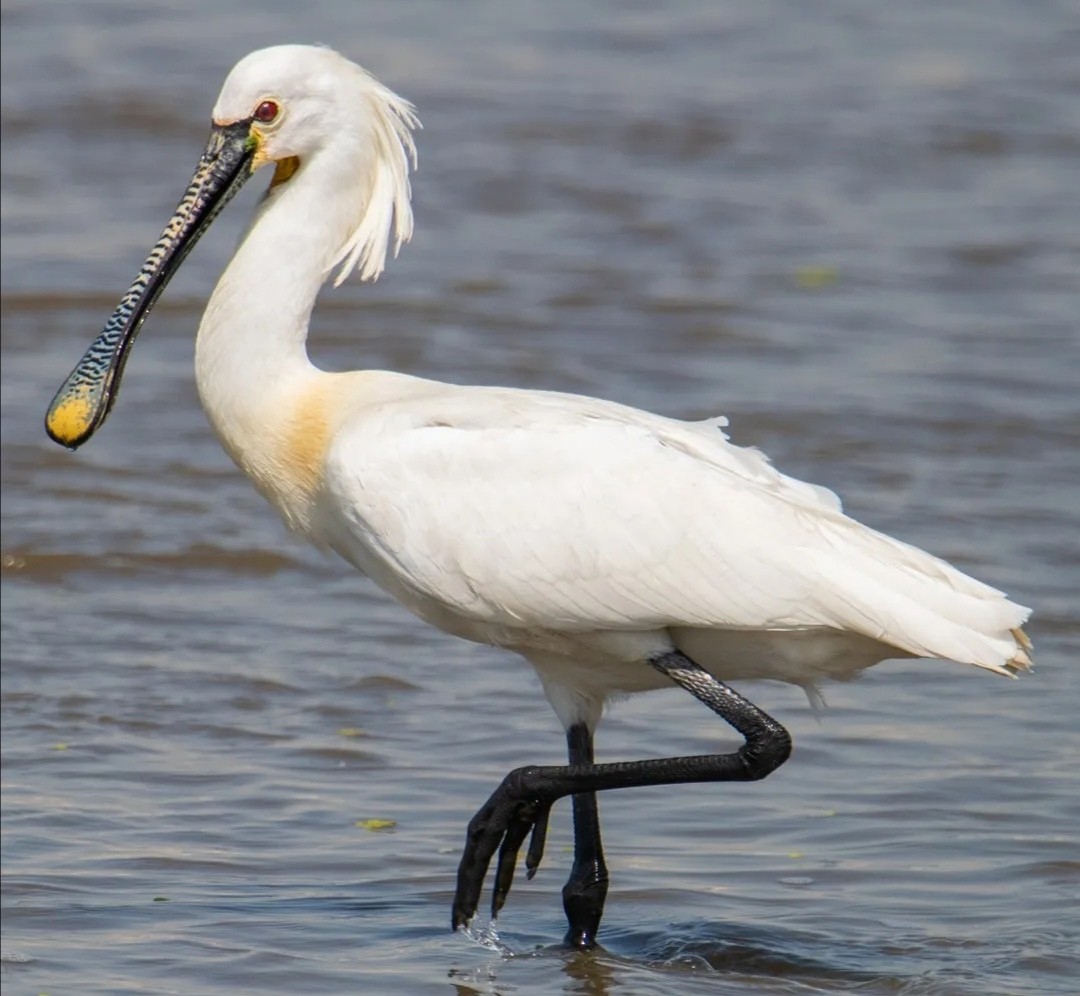 Eurasian Spoonbill - Abdullah  Hatim