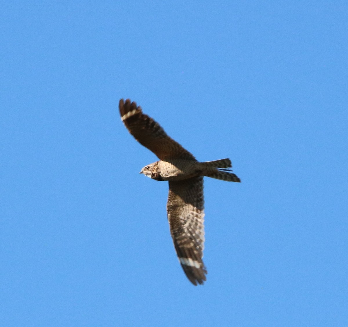 Lesser Nighthawk - ML477200341