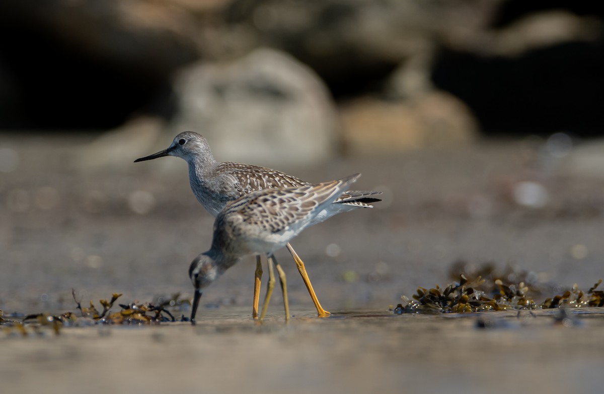 Lesser Yellowlegs - ismael chavez