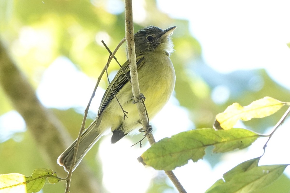 Yellow-olive Flatbill (Para) - ML477200741