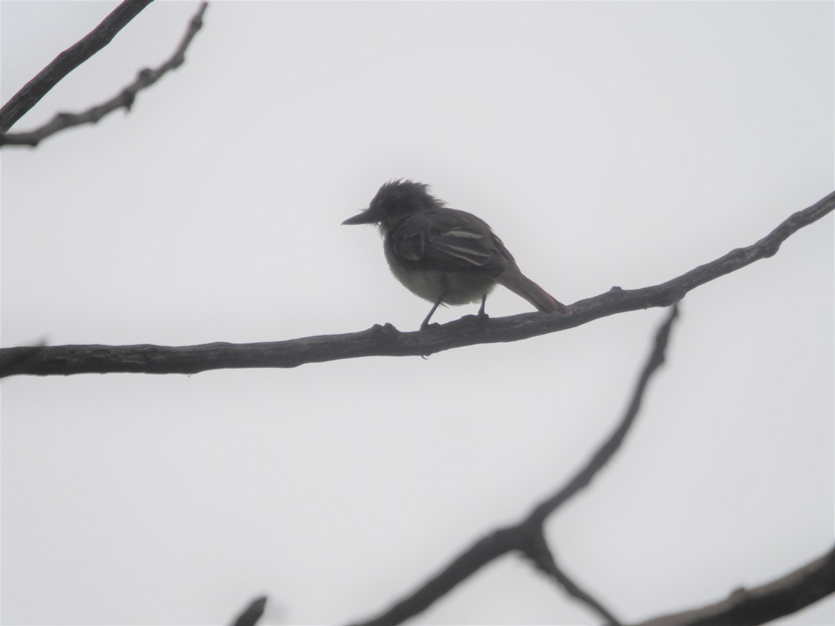 Great Crested Flycatcher - Kevin Wistrom