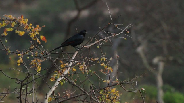Bristle-crowned Starling - ML477201