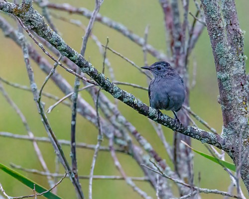 Pájaro Gato Gris - ML477201941