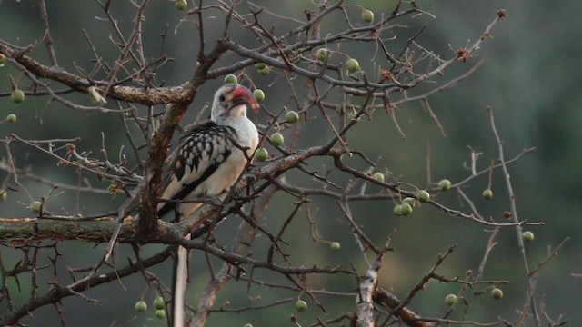 Northern Red-billed Hornbill - ML477202