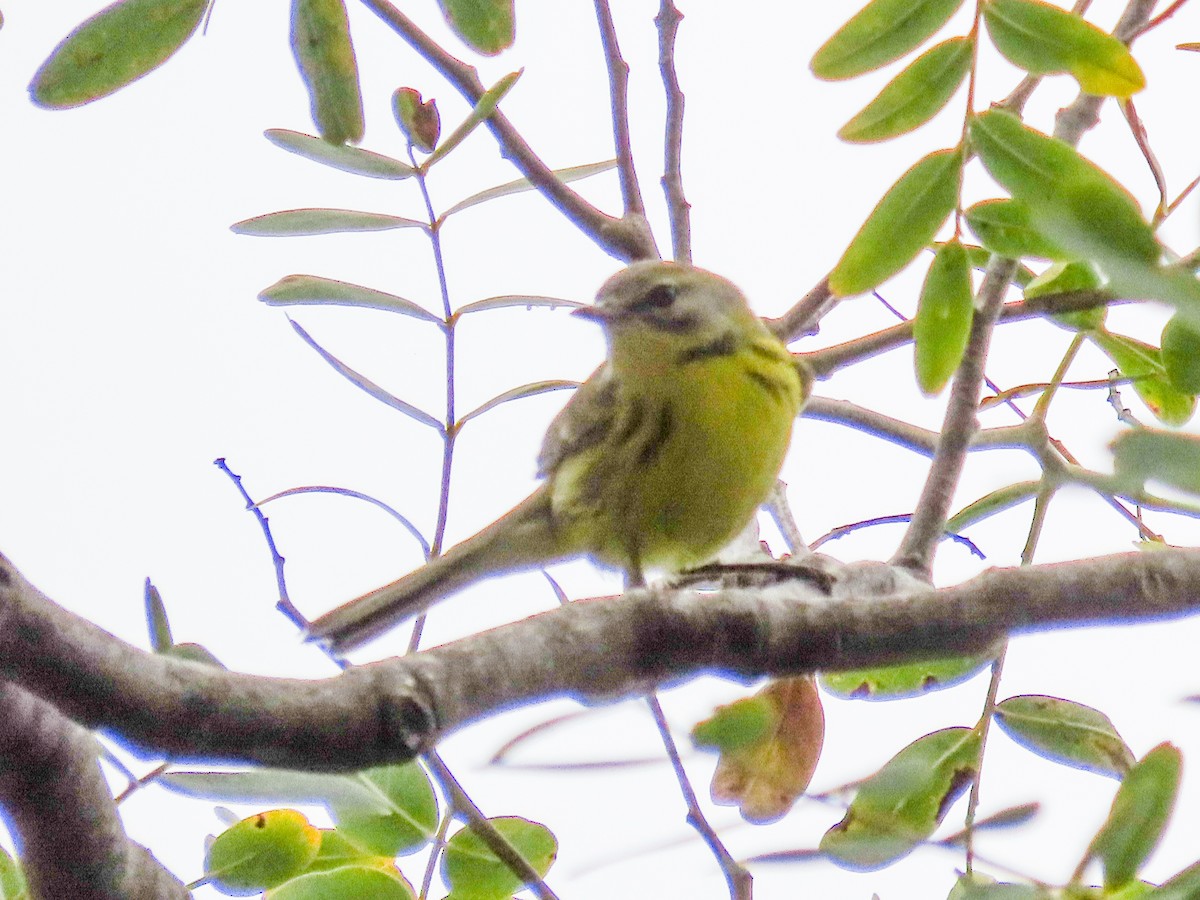 Prairie Warbler - ML477202091