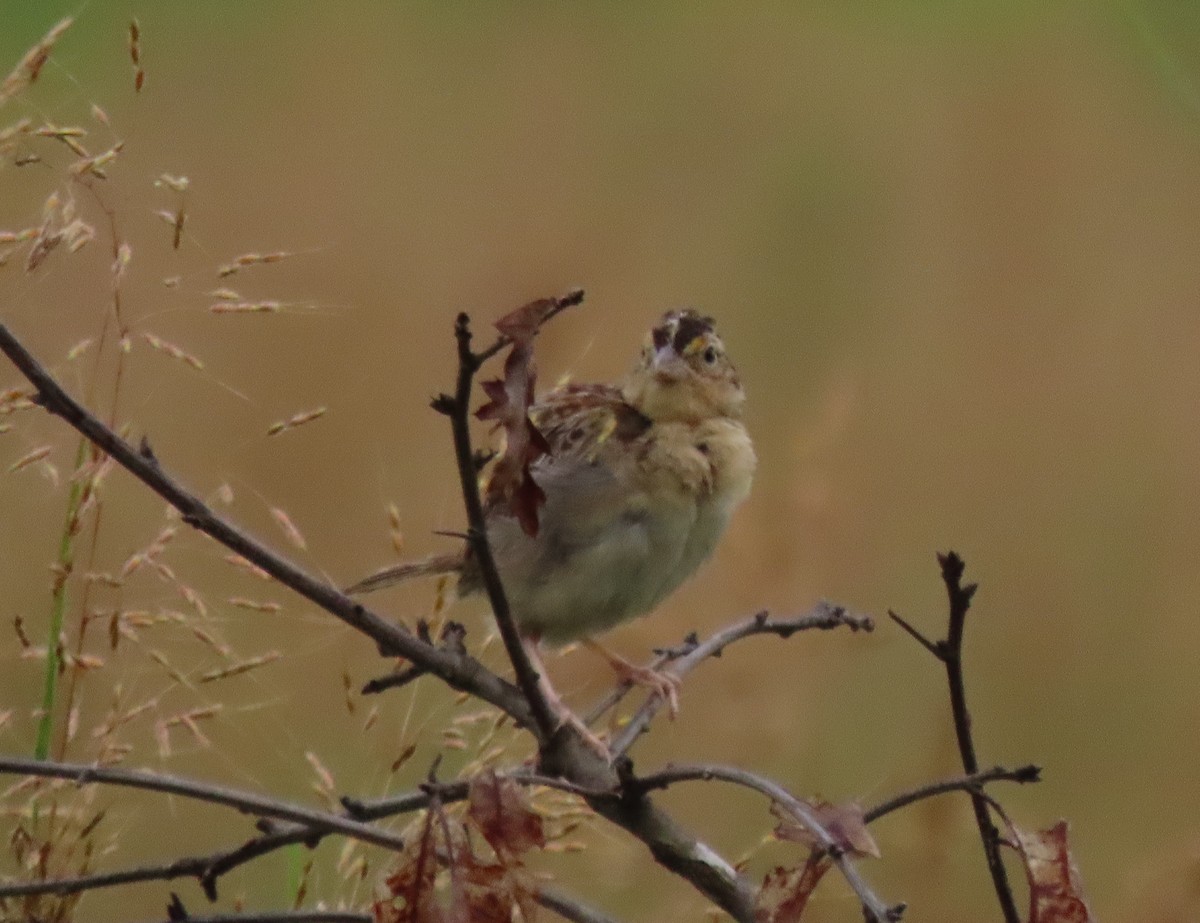 Grasshopper Sparrow - ML477202101