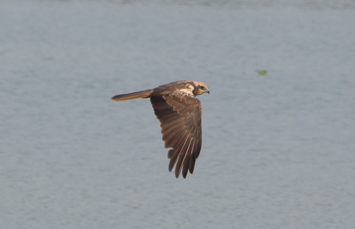 Western Marsh Harrier - Renuka Vijayaraghavan