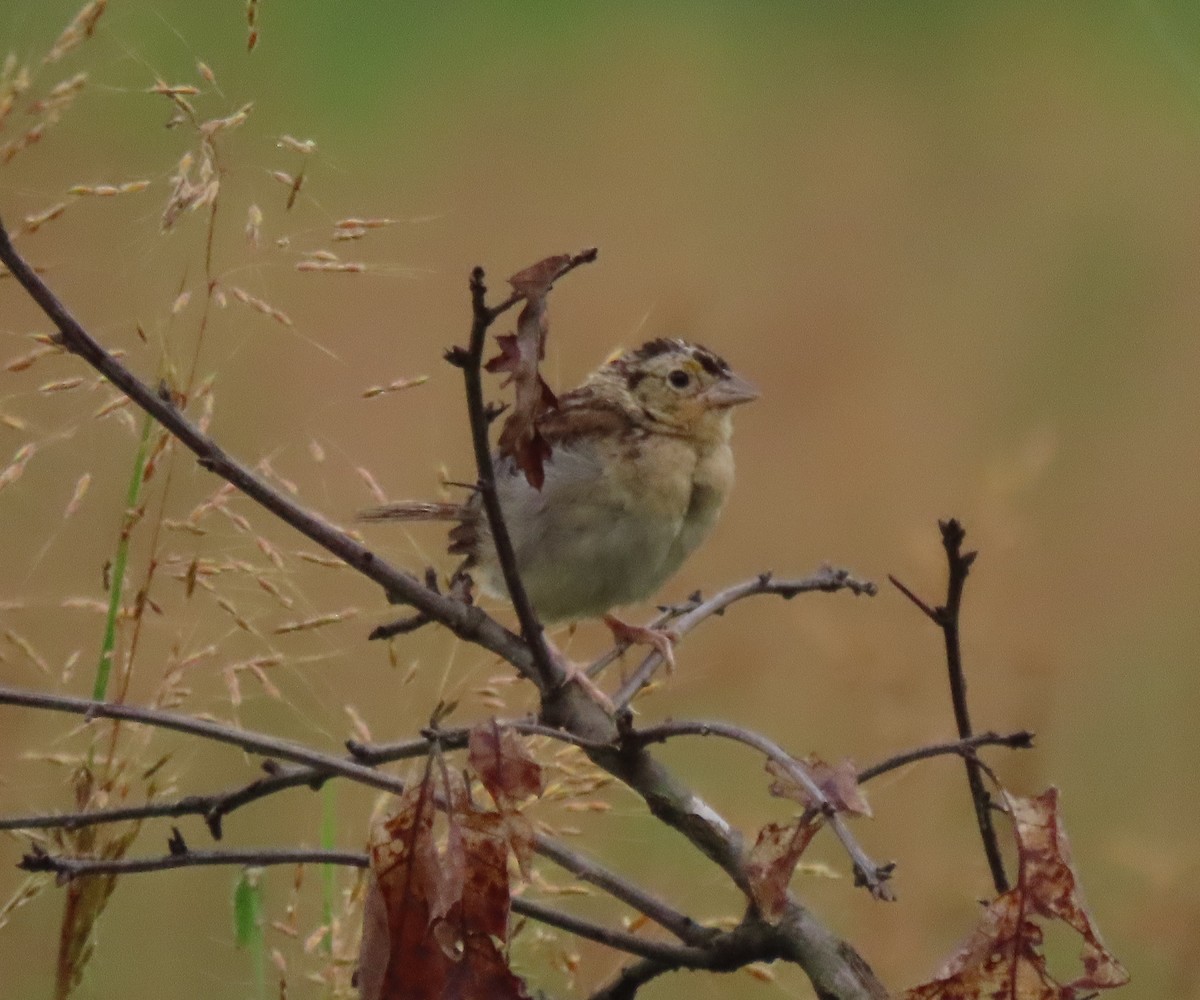 Grasshopper Sparrow - ML477202121