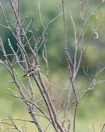 Rose-breasted Grosbeak - ML477202251