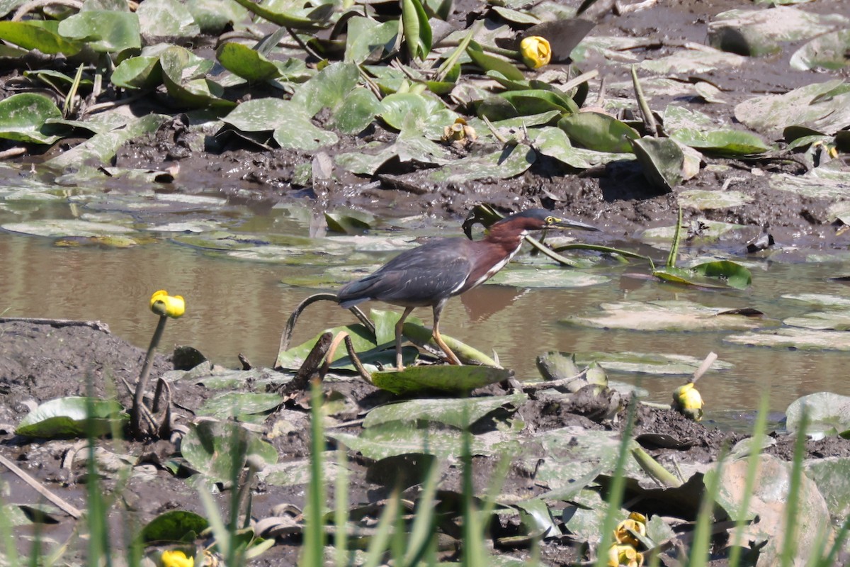 Green Heron - ML477202371