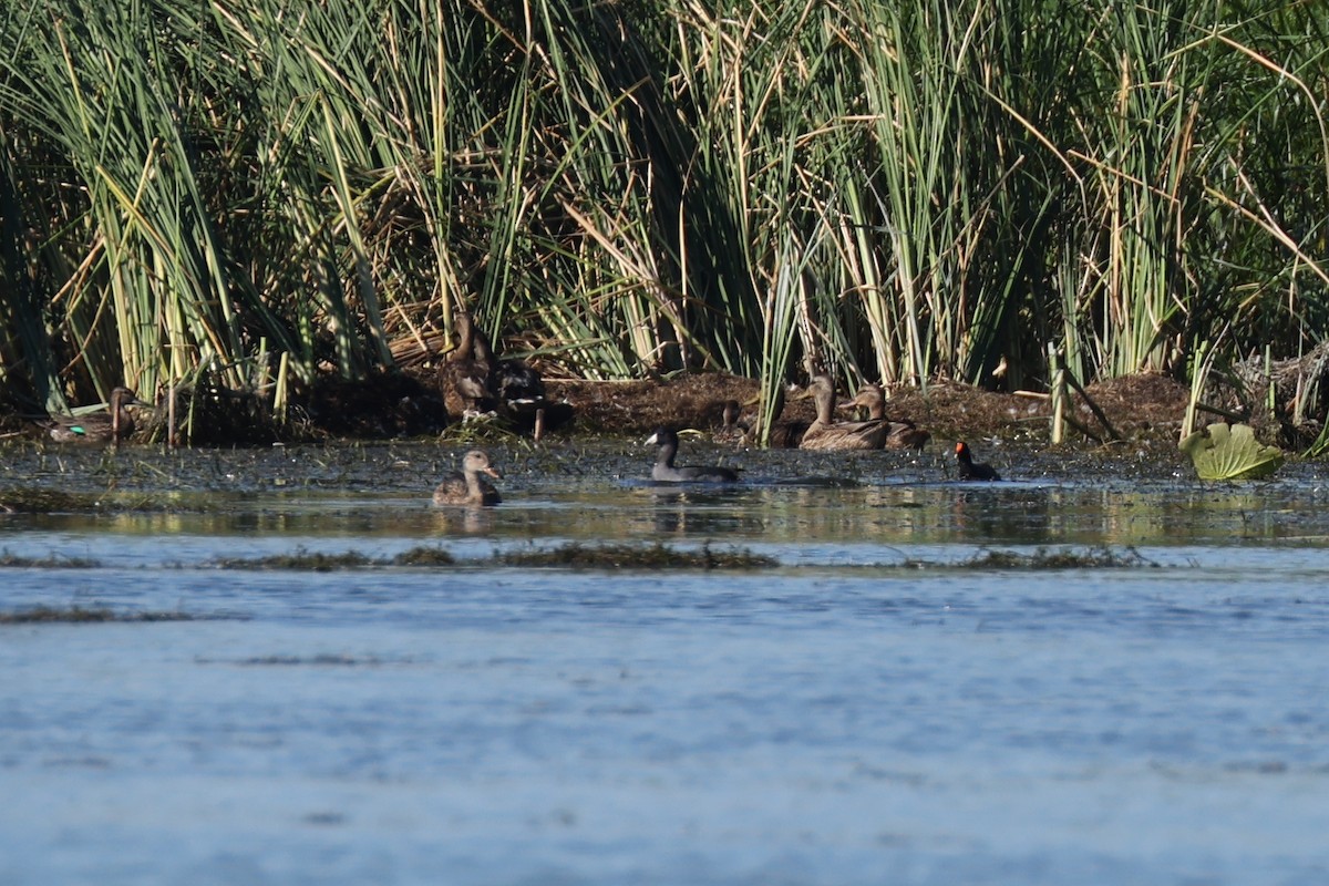 American Coot - ML477202921