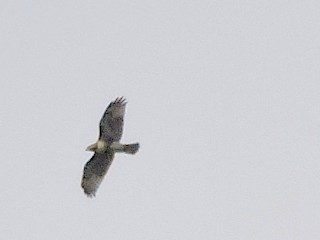 Red-tailed Hawk - ML477203451