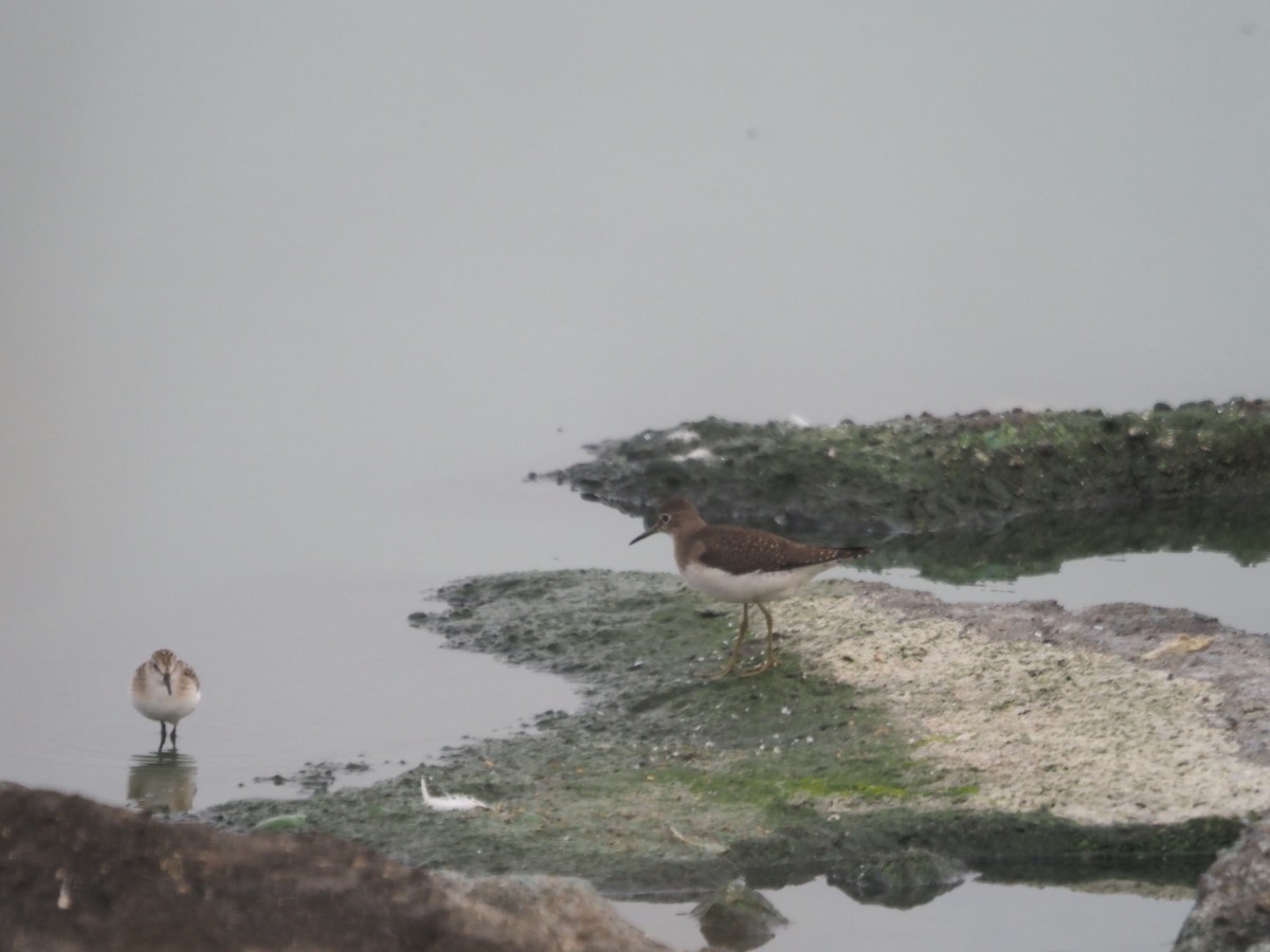 Solitary Sandpiper - ML477203591