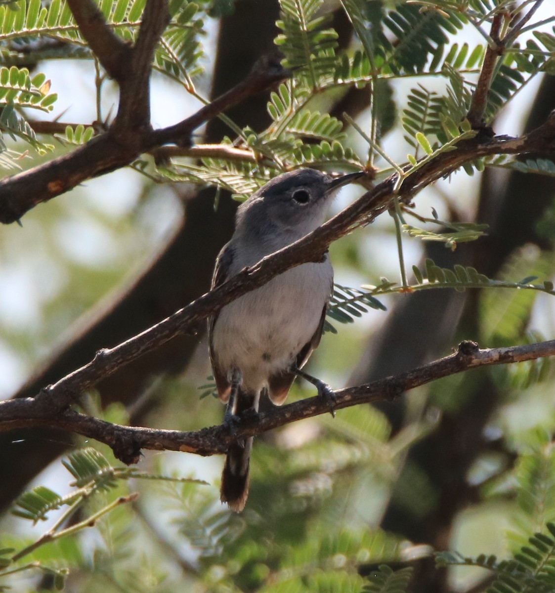 Black-tailed Gnatcatcher - ML477204271