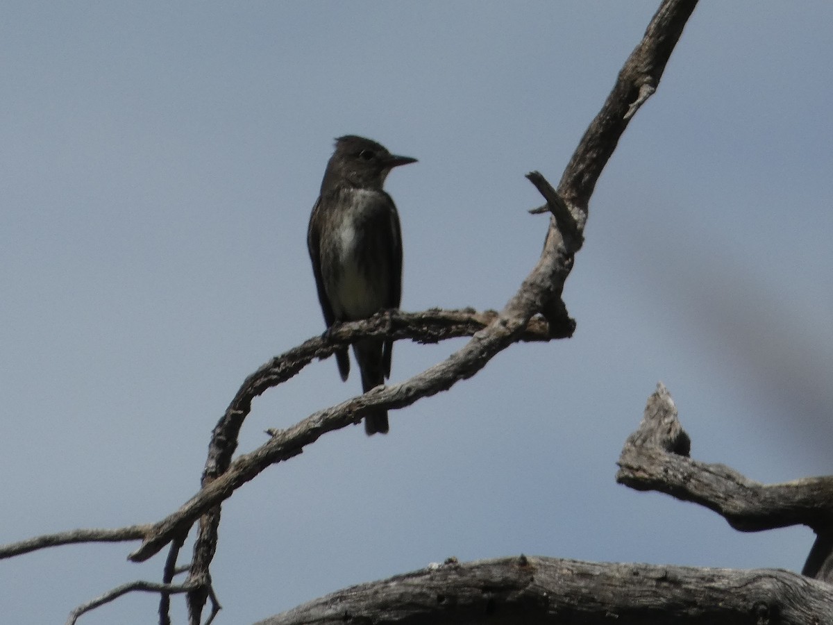 Olive-sided Flycatcher - ML477204451