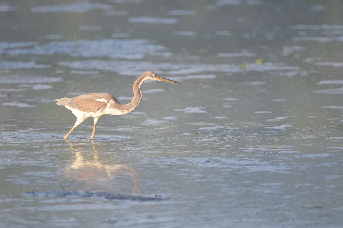 Tricolored Heron - Doug Hart