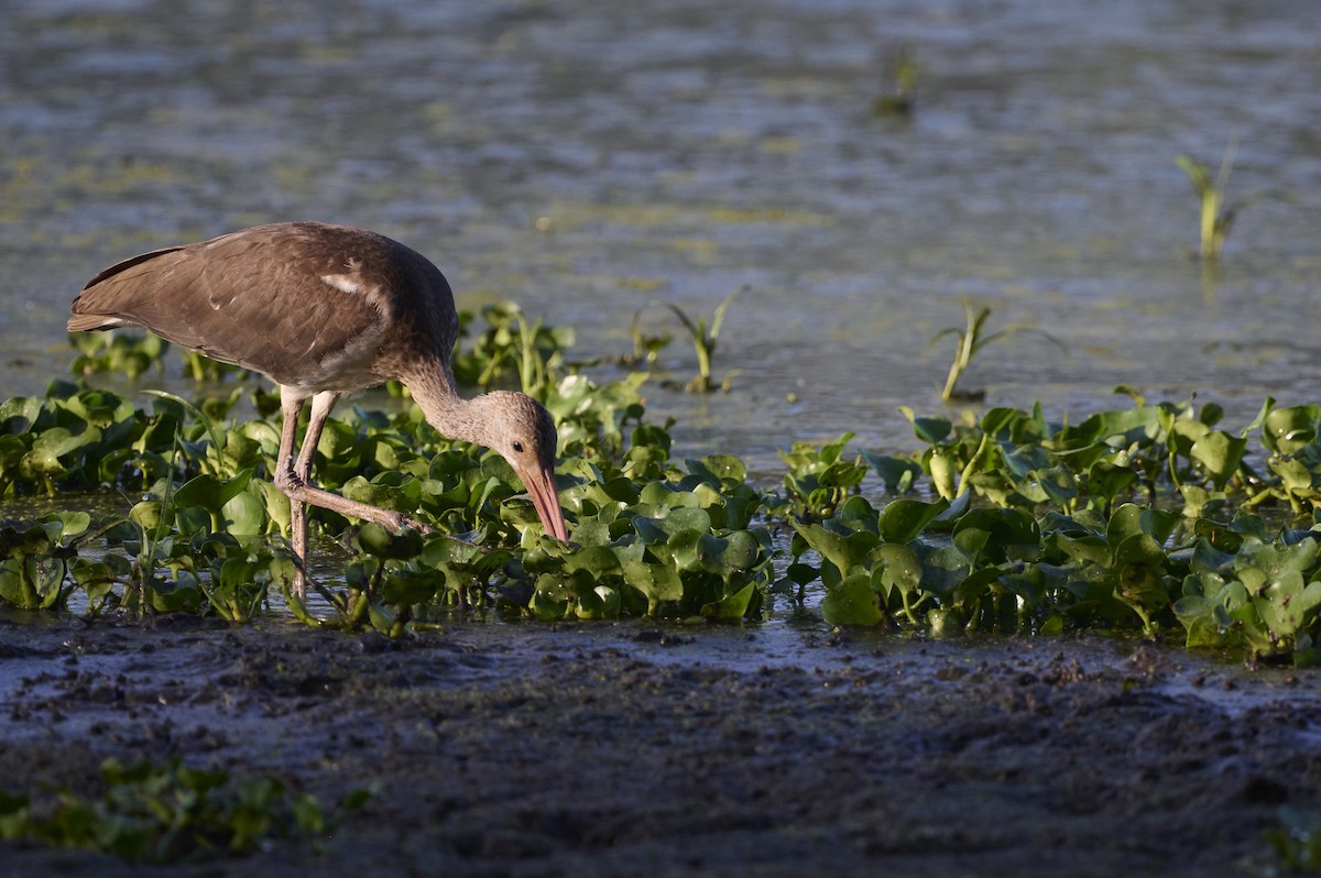 White Ibis - ML477204791