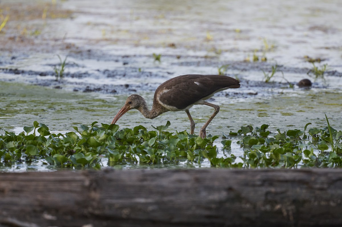 Ibis blanc - ML477204801