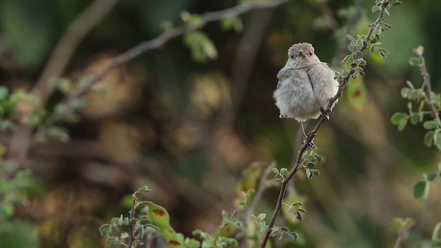 Brown-tailed Chat - ML477208