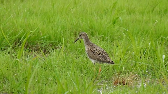 Kampfläufer - ML477208261