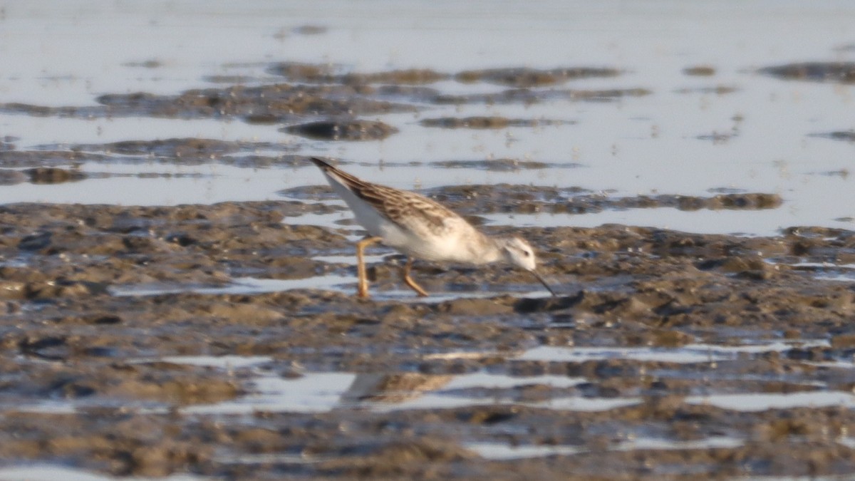 Falaropo Tricolor - ML477208591