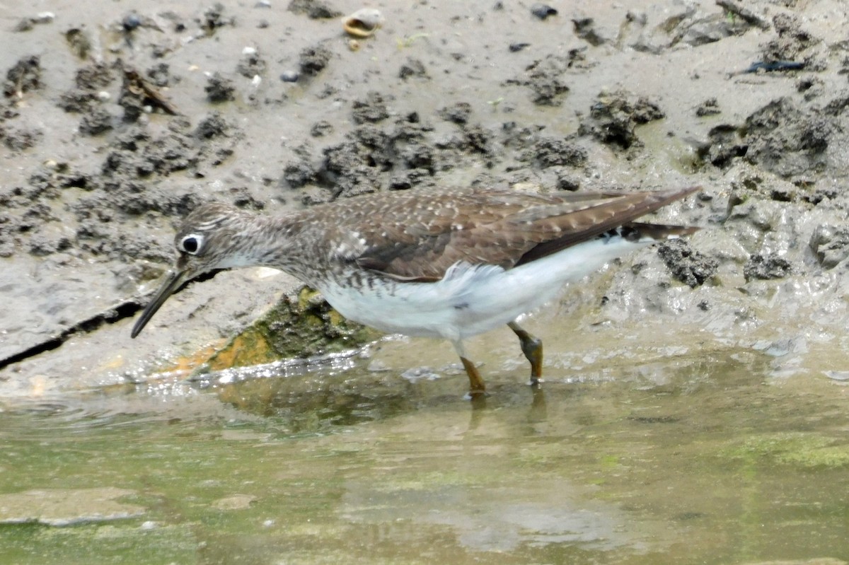 Solitary Sandpiper - ML477208881