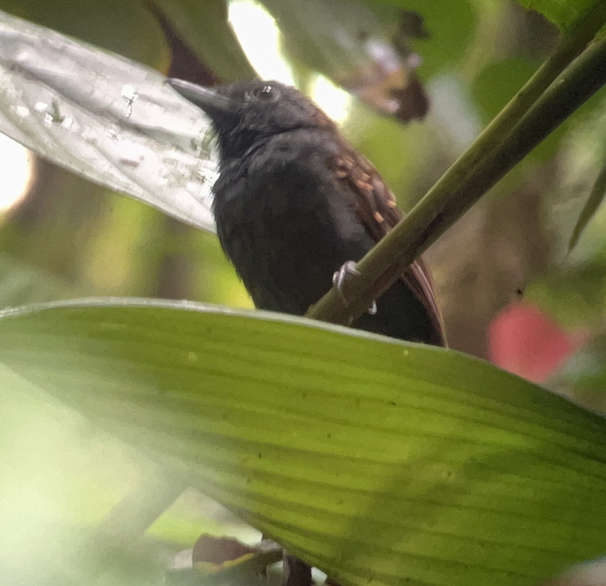 Spiny-faced Antshrike - Jennifer Coulson