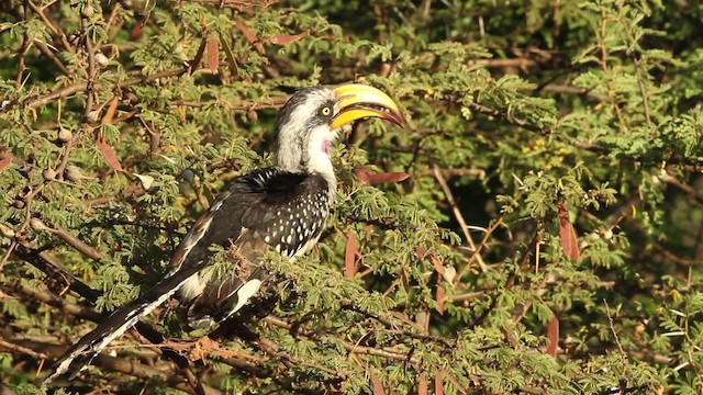 Eastern Yellow-billed Hornbill - ML477210