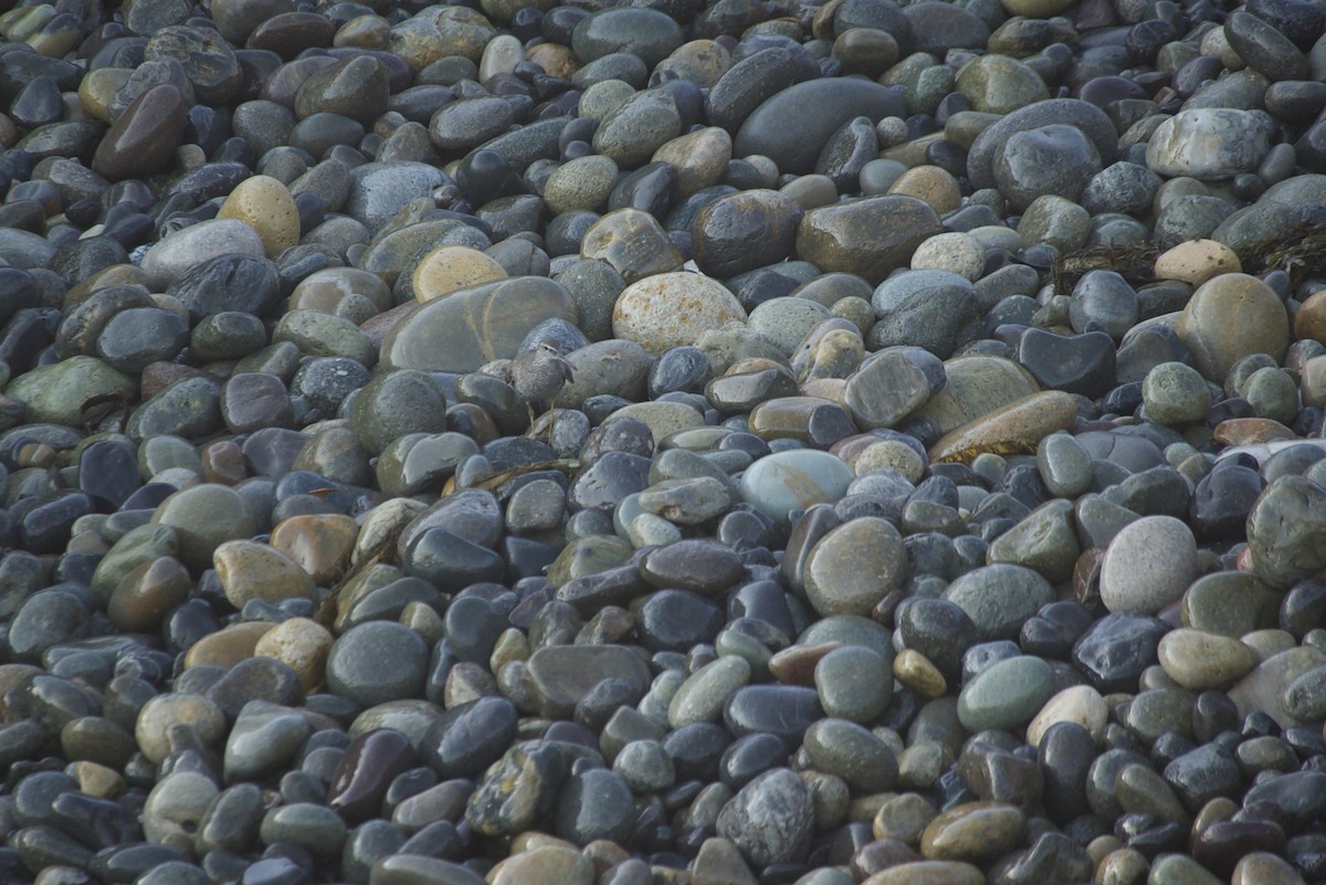 Wandering Tattler - ML477210311