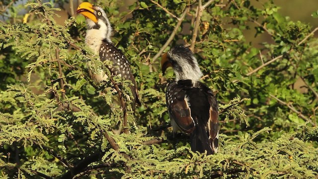 Eastern Yellow-billed Hornbill - ML477211