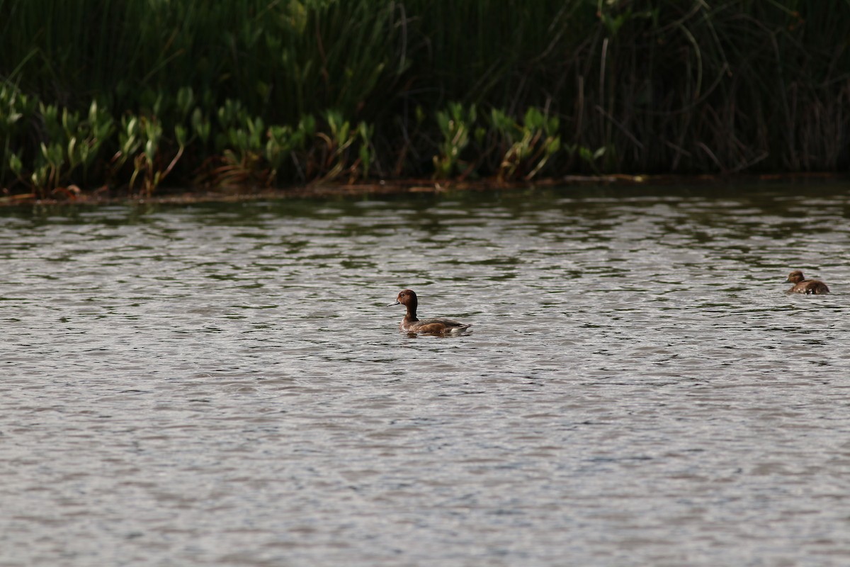 Ferruginous Duck - ML477211721