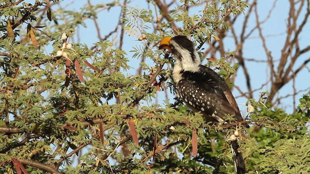 Eastern Yellow-billed Hornbill - ML477212