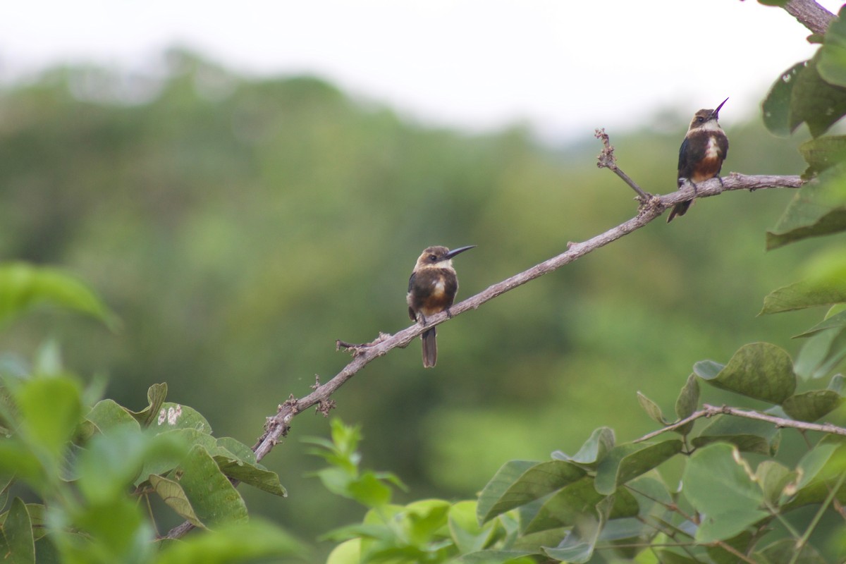 Pale-headed Jacamar - ML477212431