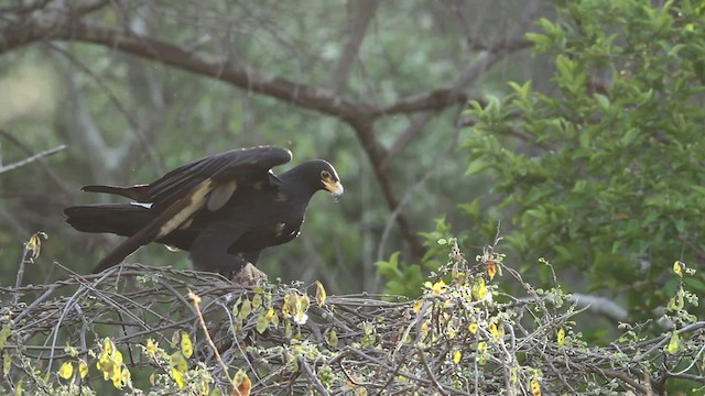 Verreaux's Eagle - ML477213