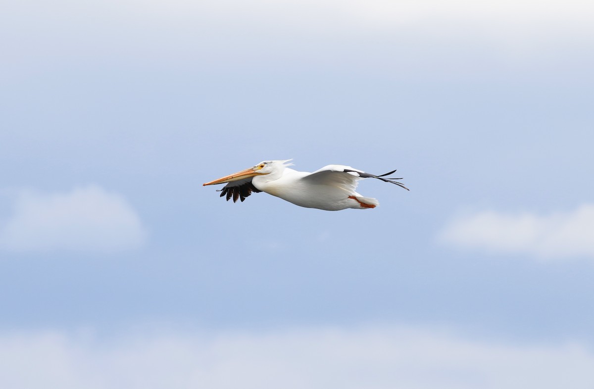 pelikán severoamerický - ML477213321