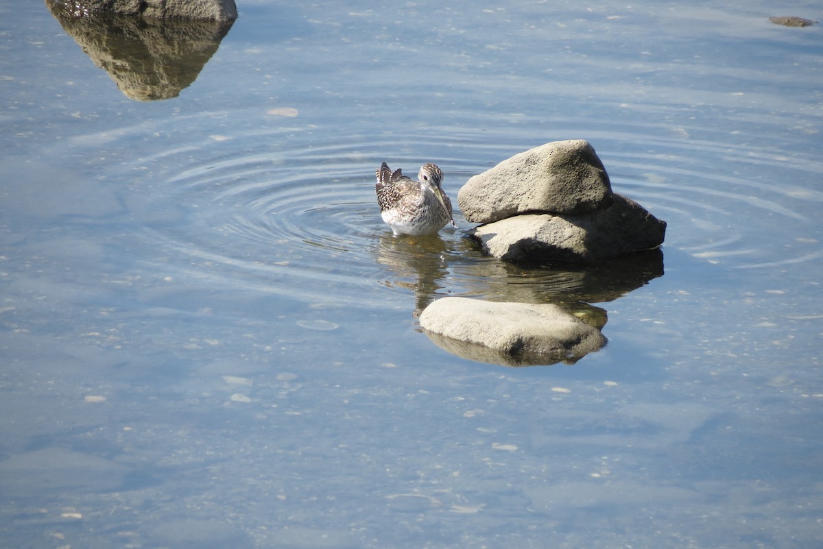 Greater Yellowlegs - ML477215351