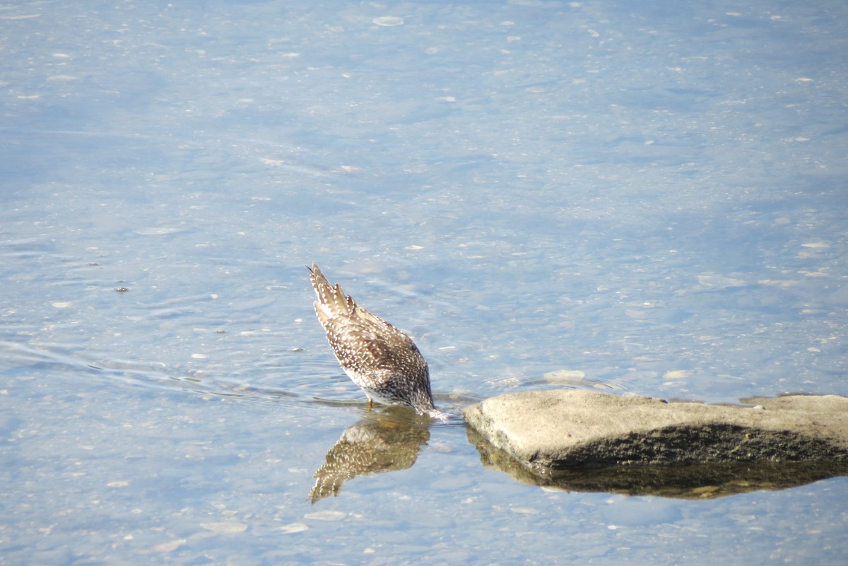 Greater Yellowlegs - ML477215461