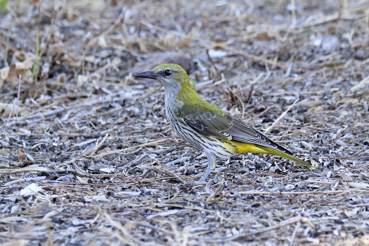 Eurasian Golden Oriole - ML477216331