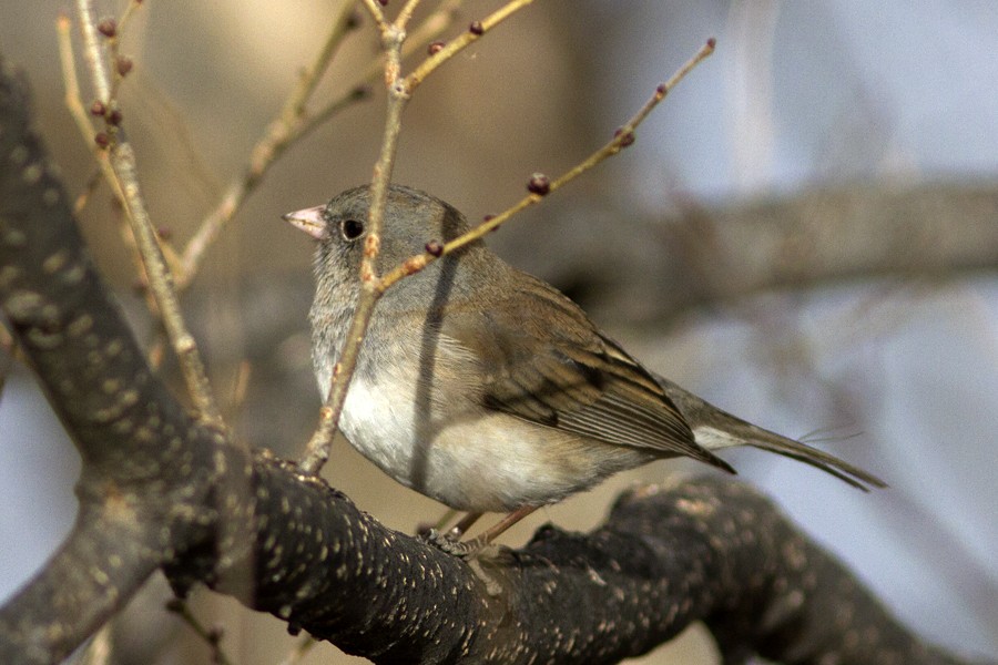 Junco ardoisé - ML47721691