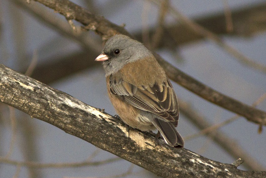 Junco ardoisé - ML47721701