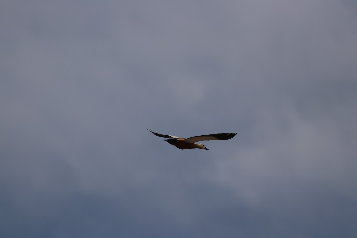 Ruddy Shelduck - ML477217681