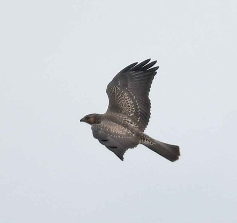 Swainson's Hawk - Richard Taylor