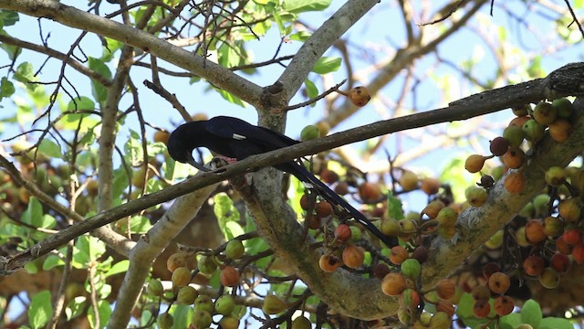 Black-billed Woodhoopoe - ML477219
