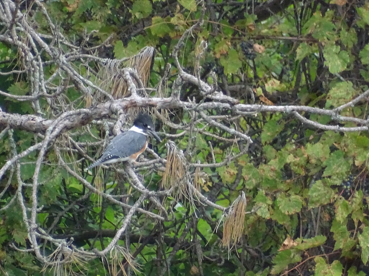 Belted Kingfisher - claudine lafrance cohl